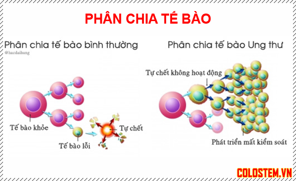 Tế bào ung thư